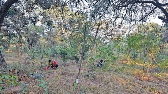 The Delhi government has not carried out a tree census for the last two decades, with many officials attributing it to staff shortage. (Sanjeev Verma/HT PHoto)