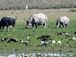 A one-horned Rhino with its calf and a wild buffalo grazing at Pobitora Wildlife Sanctuary, in Morigaon(ANI)