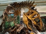 Paleontologists have discovered 42 new species of dinosaurs this year.(Representative Photo)