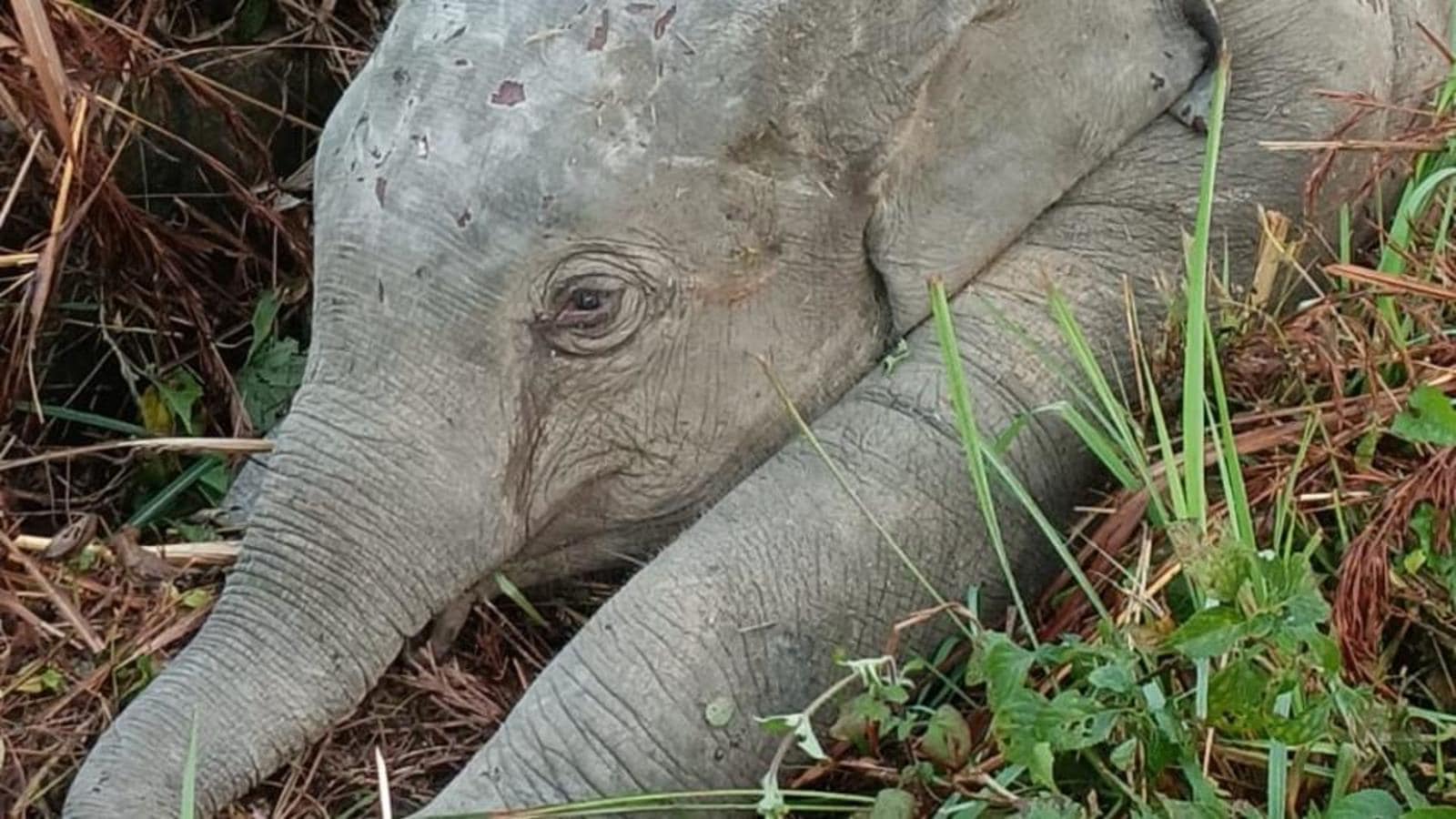 13 people held for killing elephant calf in Chhattisgarh