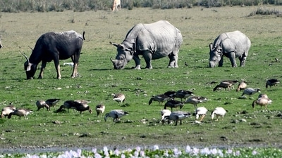 A one-horned Rhino with its calf and a wild buffalo grazing at Pobitora Wildlife Sanctuary, in Morigaon (ANI)