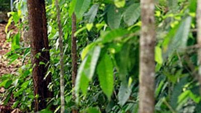 The Biological Diversity Amendment Bill 2021 was drafted following concerns by traditional Indian medicine practitioners, seed sector, and industry and research sector over compliance burden in the Biological Diversity Act 2002. (HT File Photo) The Biological Diversity Amendment Bill 2021 was drafted following concerns by traditional Indian medicine practitioners, seed sector, and industry and research sector over compliance burden in the Biological Diversity Act 2002. (HT File Photo)