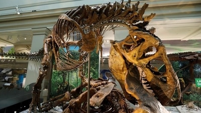 Paleontologists have discovered 42 new species of dinosaurs this year. (Representative Photo) Paleontologists have discovered 42 new species of dinosaurs this year. (Representative Photo)