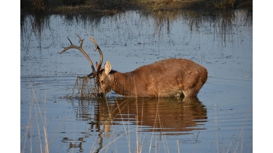 A hard ground barasingha or swamp deer feeds on aquatic vegetation. “This is a very special species of deer found only in Kanha and now Satpura after relocation,” Mani explains.&nbsp;&nbsp;(Photo by Sangita Mani)