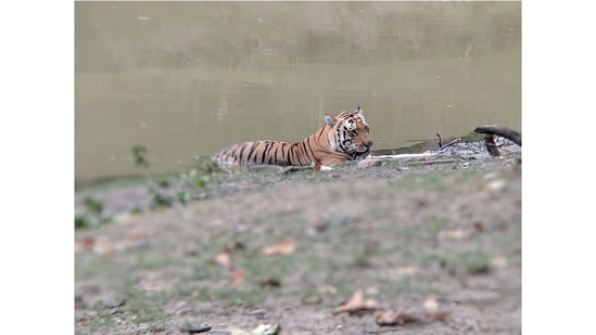 On hot summer days, she often sees tigers lounging in watering holes within the park. A particularly precious memory was watching a tigress stalk a young swamp deer fawn near one such water body. “All the other safari vehicles had moved ahead and we were the only ones to witness it. It was unforgettable,” she says.(Photo by Sangita Mani)