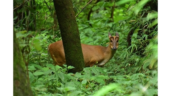 An Indian muntjac or barking deer peers through thick foliage. Being a naturalist is not so much a job as a way of life, Mani says. “Each one of us can be one, regardless of the jungle we live in — urban or otherwise. Be conscious of your surroundings,” she says.(Photo by Sangita Mani)