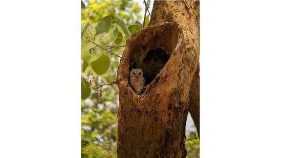 An Indian scops owl in its roost. “Birds are the easiest entryway into nature, and once you start appreciating them, they give you so much joy,” Mani says.(Photo by Sangita Mani)