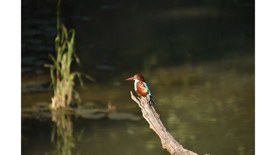 A white-throated kingfisher at Kanha. Mani confesses that she is on a secret mission to convert every person she meets into a bird enthusiast. "It takes the pressure off me to find a tiger!" she&nbsp;laughs.(Photo by Sangita Mani)