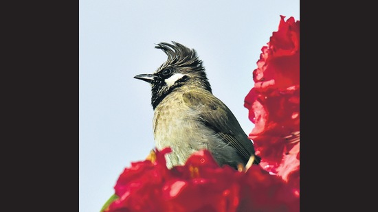 A Himalayan bulbul. Shahabuddin uses birds as indicators to study how man can coexist better with animals.