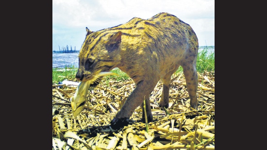 The fishing cat gets its name from the fact that fish is its primary prey, and it has evolved water-resistant fur, webbed feet and half-sheathed claws to hunt it. (The Fishing Cat Project & Chilika Development Authority)