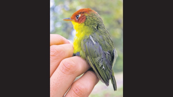 Ishtiaq has been studying the diversity and prevalence of the malaria parasite in species such as the chestnut-headed tesia.