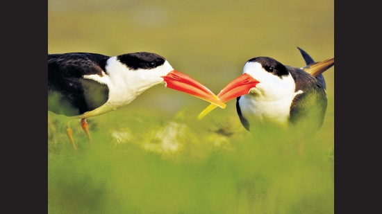 The Indian skimmer lives around wetlands and along large rivers. As these have shrunk or become degraded (or both), the bird has ended up on the IUCN list of endangered species.