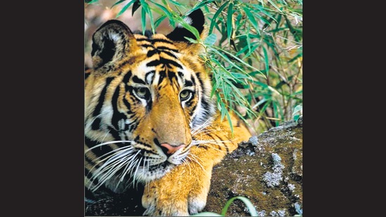 For 25 years, Nath has opted to work at the grassroot level, to promote tiger conservation in Madhya Pradesh.