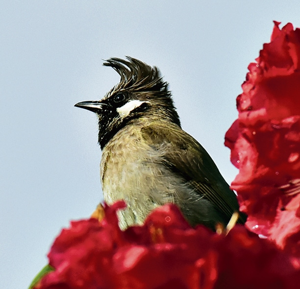 A Himalayan bulbul. Shahabuddin uses birds as indicators to study how man can coexist better with animals. A Himalayan bulbul. Shahabuddin uses birds as indicators to study how man can coexist better with animals.
