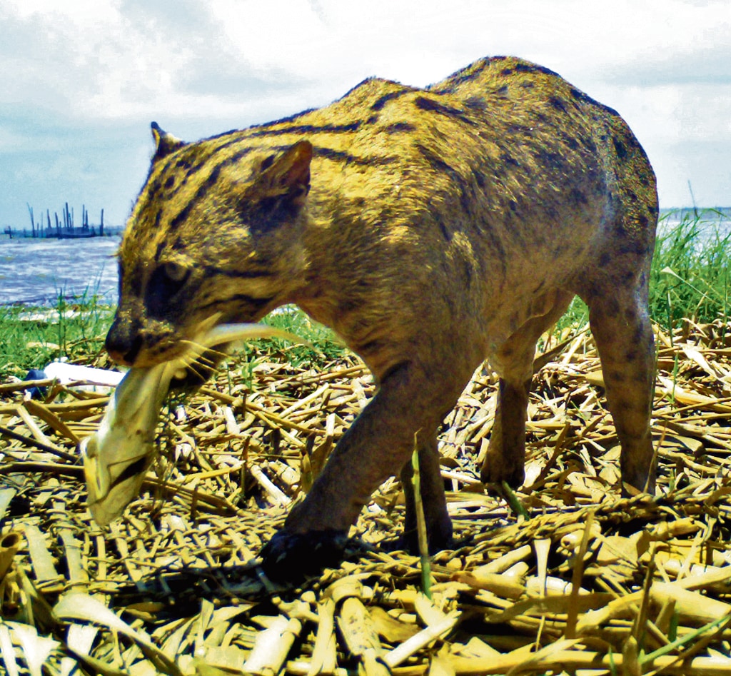 The fishing cat gets its name from the fact that fish is its primary prey, and it has evolved water-resistant fur, webbed feet and half-sheathed claws to hunt it. (The Fishing Cat Project & Chilika Development Authority) The fishing cat gets its name from the fact that fish is its primary prey, and it has evolved water-resistant fur, webbed feet and half-sheathed claws to hunt it. (The Fishing Cat Project & Chilika Development Authority)