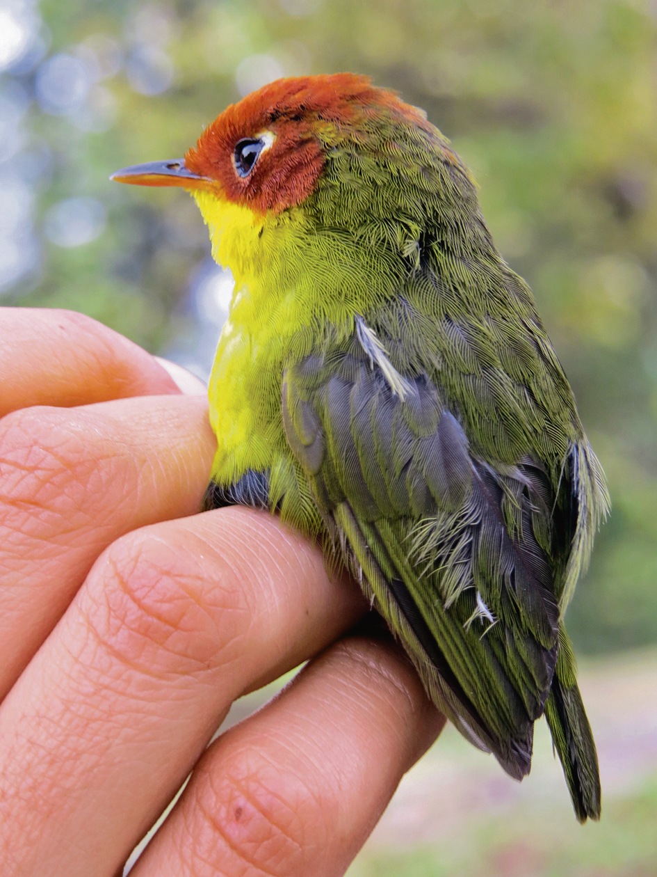 Ishtiaq has been studying the diversity and prevalence of the malaria parasite in species such as the chestnut-headed tesia. Ishtiaq has been studying the diversity and prevalence of the malaria parasite in species such as the chestnut-headed tesia.
