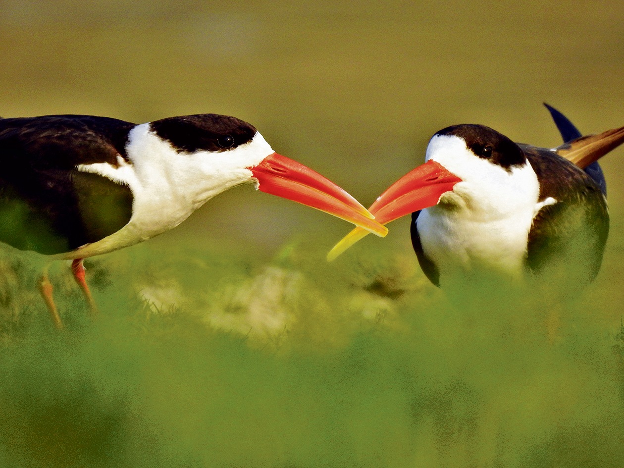 The Indian skimmer lives around wetlands and along large rivers. As these have shrunk or become degraded (or both), the bird has ended up on the IUCN list of endangered species. The Indian skimmer lives around wetlands and along large rivers. As these have shrunk or become degraded (or both), the bird has ended up on the IUCN list of endangered species.