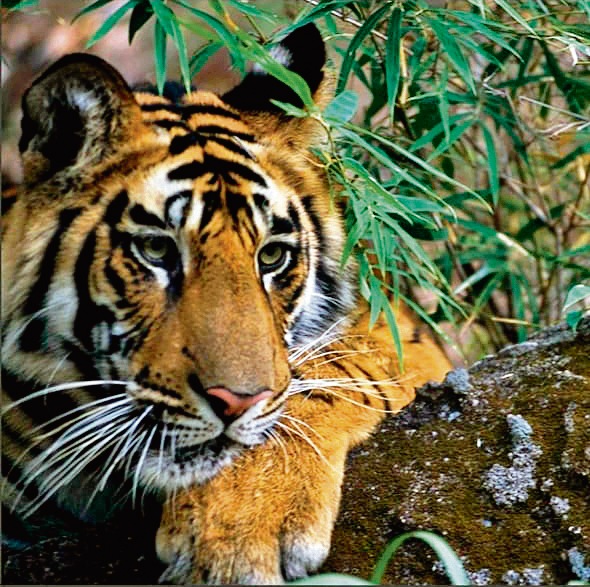 For 25 years, Nath has opted to work at the grassroot level, to promote tiger conservation in Madhya Pradesh. For 25 years, Nath has opted to work at the grassroot level, to promote tiger conservation in Madhya Pradesh.