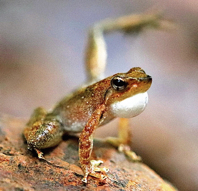 The Kottigehara dancing frog lives in streams in the Western Ghats. Pollution, dams and human activity are endangering the species. (Ben Tapley for The Dancing Frog Project) The Kottigehara dancing frog lives in streams in the Western Ghats. Pollution, dams and human activity are endangering the species. (Ben Tapley for The Dancing Frog Project)