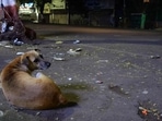 The American Veterinary Medical Association (AVMA) says Canine Parvovirus is highly contagious and affects all dogs.(File photo)
