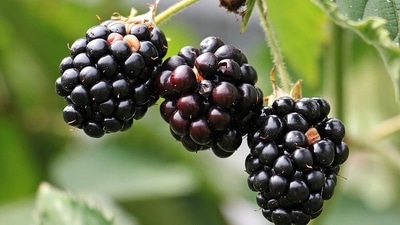 Blackberry: Blackberries are rich in antioxidants that fight diseases. Loaded with fiber, they help in reducing cholesterol and keep you fuller for a longer time, thus aiding weight loss. (Pixabay) Blackberry: Blackberries are rich in antioxidants that fight diseases. Loaded with fiber, they help in reducing cholesterol and keep you fuller for a longer time, thus aiding weight loss. (Pixabay)