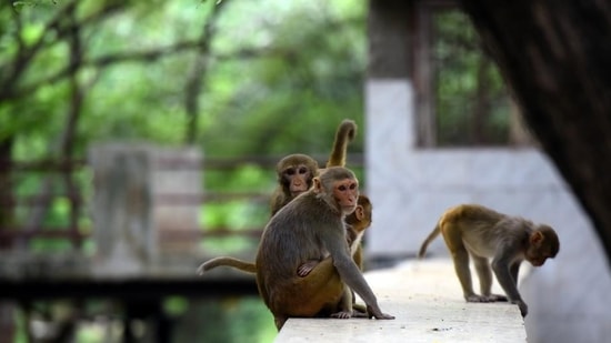 The monkeys have been killing the dogs by throwing them., villagers in the Beed district said.&nbsp;(HT File Photo)