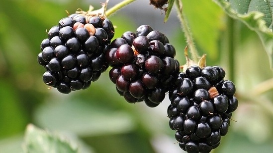 Blackberry: Blackberries are rich in antioxidants that fight diseases. Loaded with fiber, they help in reducing cholesterol and keep you fuller for a longer time, thus aiding weight loss.(Pixabay)