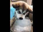 The cute puppy who couldn't stop playing with his new toy - a block of ice. (reddit/@PinkyHungry2003) The cute puppy who couldn't stop playing with his new toy - a block of ice. (reddit/@PinkyHungry2003)