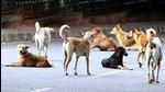 DCP (West) Urvija Goel said that the girl had gone to a park near her house to play with her friends when the dogs suddenly attacked her. (Representative photo) DCP (West) Urvija Goel said that the girl had gone to a park near her house to play with her friends when the dogs suddenly attacked her. (Representative photo)