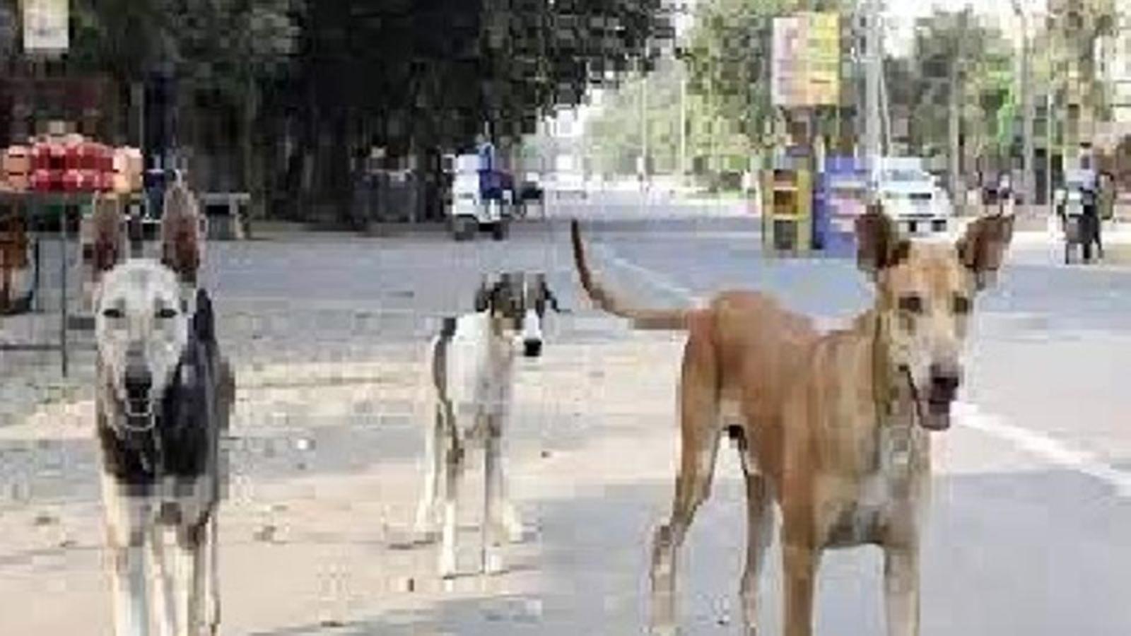 HC seeks Centre, Punjab’s response on dog breeders’ plea on cruelty rules