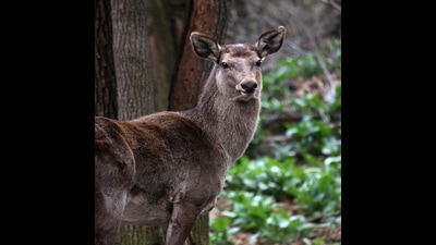 Hangul population in Kashmir is stable but there is no considerable improvement in population because of the various concerns, a census report said. (J&K Wildlife Department) Hangul population in Kashmir is stable but there is no considerable improvement in population because of the various concerns, a census report said. (J&K Wildlife Department)