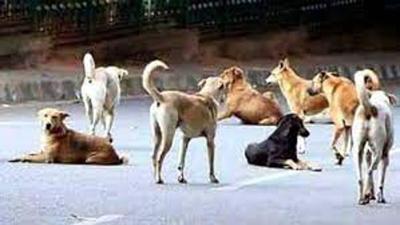 DCP (West) Urvija Goel said that the girl had gone to a park near her house to play with her friends when the dogs suddenly attacked her. (Representative photo)