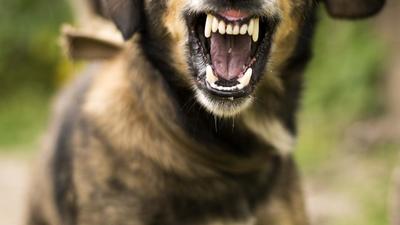 The labourers were working when Narinder’s pet dog came out of his house and bit them on their legs. (Getty Images/iStockphoto)