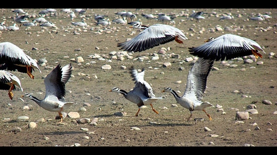 Bar-headed Geese ready to take flight at the Pong dam wetland. The number of migratory birds from Central Asia and the Trans-Himalayan region has almost doubled since mid-November. (HT Photo)