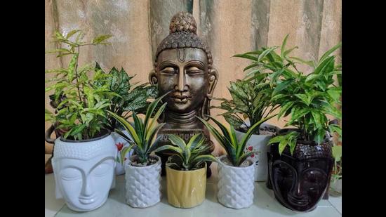 Dracaena , aglaonema and snake plant at Shalini Singh’s resident (HT Photo) Dracaena , aglaonema and snake plant at Shalini Singh’s resident (HT Photo)