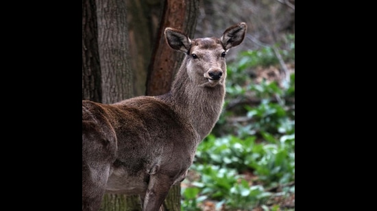 Hangul population in Kashmir is stable but there is no considerable improvement in population because of the various concerns, a census report said. (J&K Wildlife Department)