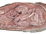 View of the oviraptorosaur embryo "Baby Yingliang", one of the best-preserved dinosaur embryos ever reported.