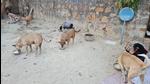 A designated dog feeding site in Vasant Kunj. (HT)