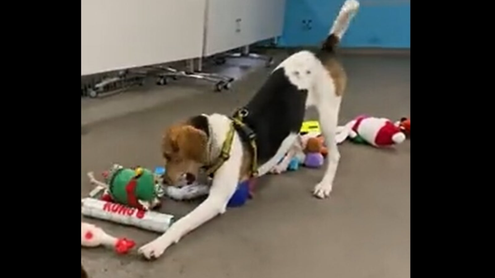 Watch: Dogs choosing their Christmas presents is a gift within