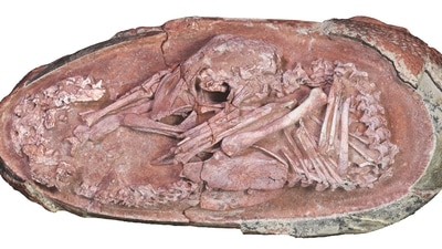 View of the oviraptorosaur embryo "Baby Yingliang", one of the best-preserved dinosaur embryos ever reported. (via REUTERS)