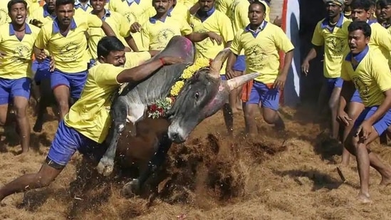 PETA has appealed to the Tamil Nadu government not to conduct Jallikattu (a bull-taming sport) in view of Covid-19 by sending a petition written by 80 doctors. (HT FILE PHOTO.)