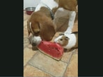 A guinea pig and a cute Beagle doggo sharing a slice of watermelon. (Jukin Media)