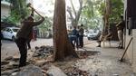 A tree in Vasant Vihar being deconcretised. (Amal KS/HT Photo) A tree in Vasant Vihar being deconcretised. (Amal KS/HT Photo)