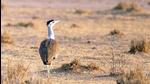 The Wildlife Institute of India has found that 16% of GIB die each year from collision or electrocution on powerlines in Thar (HT) The Wildlife Institute of India has found that 16% of GIB die each year from collision or electrocution on powerlines in Thar (HT)