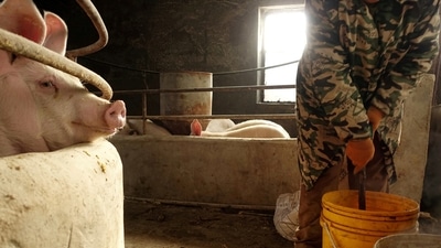 Pig farmer Han Yi prepares feed for pigs on her farm at a village in Changtu county, Liaoning province, China (REUTERS) Pig farmer Han Yi prepares feed for pigs on her farm at a village in Changtu county, Liaoning province, China (REUTERS)