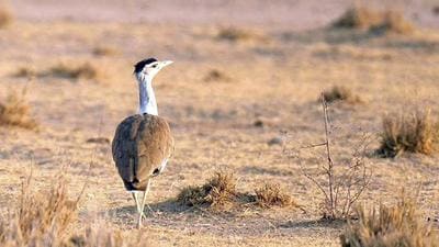 The Wildlife Institute of India has found that 16% of GIB die each year from collision or electrocution on powerlines in Thar (HT) The Wildlife Institute of India has found that 16% of GIB die each year from collision or electrocution on powerlines in Thar (HT)