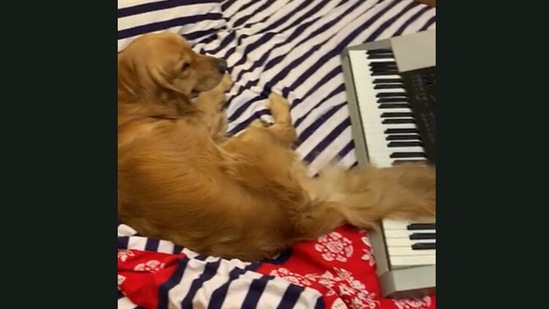 This doggo 'plays' the piano with his tail. Watch cute video ...