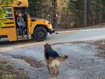 The doggo running towards his human's school bus as he gets off it. (Jukin Media) The doggo running towards his human's school bus as he gets off it. (Jukin Media)