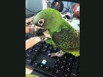 The pet parrot after hopping onto its human's computer keyboard. (Jukin Media)
