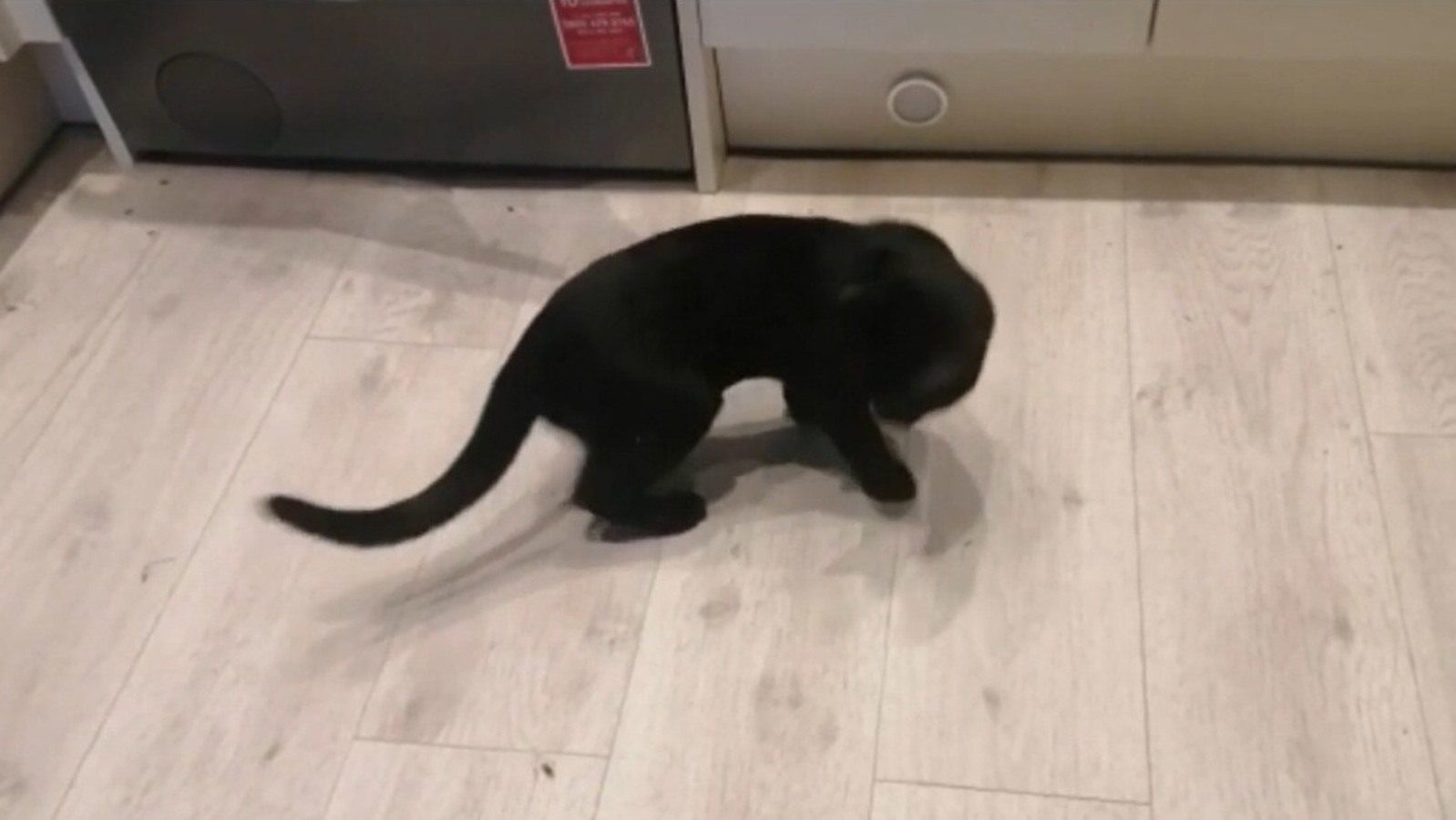 Cat bamboozled by own tail, can't understand why it follows him around